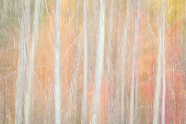 Picture of USA-NEW YORK-ADIRONDACKS KEENE-ABSTRACT OF AUTUMN FOLIAGE AND BARE TREES