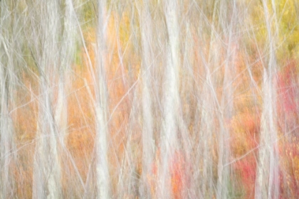 Picture of USA-NEW YORK-ADIRONDACKS KEENE-ABSTRACT OF AUTUMN FOLIAGE AND BARE TREES