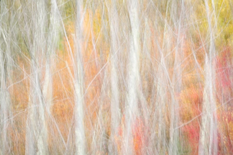 Picture of USA-NEW YORK-ADIRONDACKS KEENE-ABSTRACT OF AUTUMN FOLIAGE AND BARE TREES
