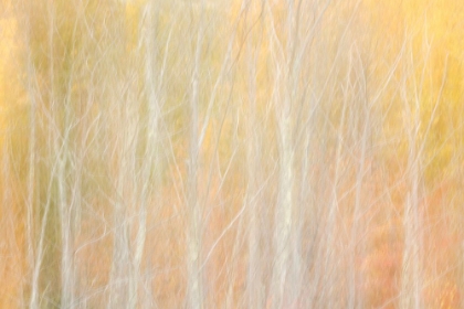 Picture of USA-NEW YORK-ADIRONDACKS KEENE-ABSTRACT OF AUTUMN FOLIAGE AND BARE TREES