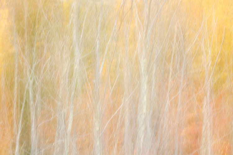 Picture of USA-NEW YORK-ADIRONDACKS KEENE-ABSTRACT OF AUTUMN FOLIAGE AND BARE TREES