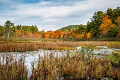 Picture of USA-NEW YORK-ADIRONDACKS BOLTON LANDING-FOREST PRESERVE MARSH NEAR LAKE GEORGE