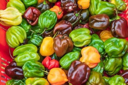 Picture of THE BRONX-NEW YORK-USA MULTI COLORED BELL PEPPERS FOR SALE