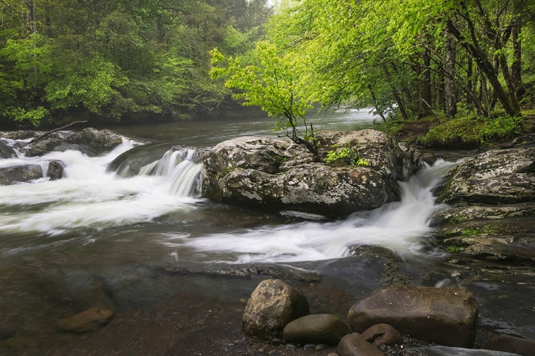 Picture of CASCADING MOUNTAIN STREAM-GREAT SMOKY MOUNTAINS NATIONAL PARK-TENNESSEE-NORTH CAROLINA