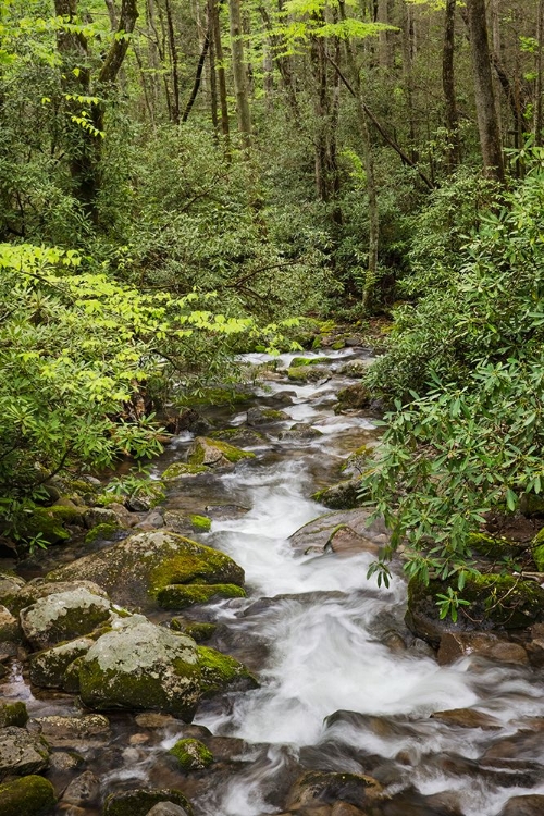 Picture of CASCADING MOUNTAIN STREAM-GREAT SMOKY MOUNTAINS NATIONAL PARK-TENNESSEE-NORTH CAROLINA