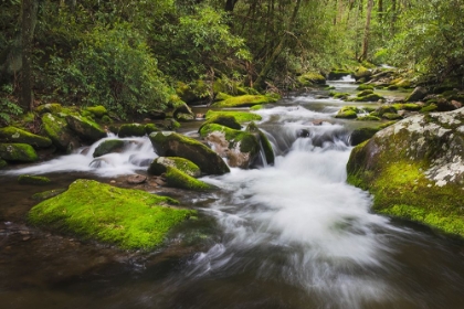 Picture of CASCADING MOUNTAIN STREAM-GREAT SMOKY MOUNTAINS NATIONAL PARK-TENNESSEE-NORTH CAROLINA