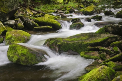 Picture of CASCADING MOUNTAIN STREAM-GREAT SMOKY MOUNTAINS NATIONAL PARK-TENNESSEE-NORTH CAROLINA