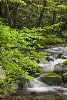 Picture of CASCADING MOUNTAIN STREAM-GREAT SMOKY MOUNTAINS NATIONAL PARK-TENNESSEE-NORTH CAROLINA