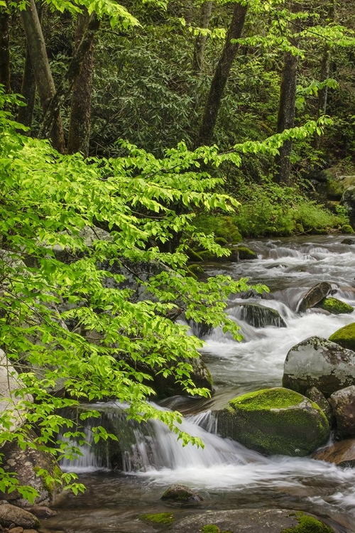 Picture of CASCADING MOUNTAIN STREAM-GREAT SMOKY MOUNTAINS NATIONAL PARK-TENNESSEE-NORTH CAROLINA