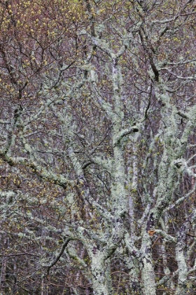 Picture of LICHEN COVERED TREES AT HIGH ELEVATION-GREAT SMOKY MOUNTAINS NATIONAL PARK-NORTH CAROLINA