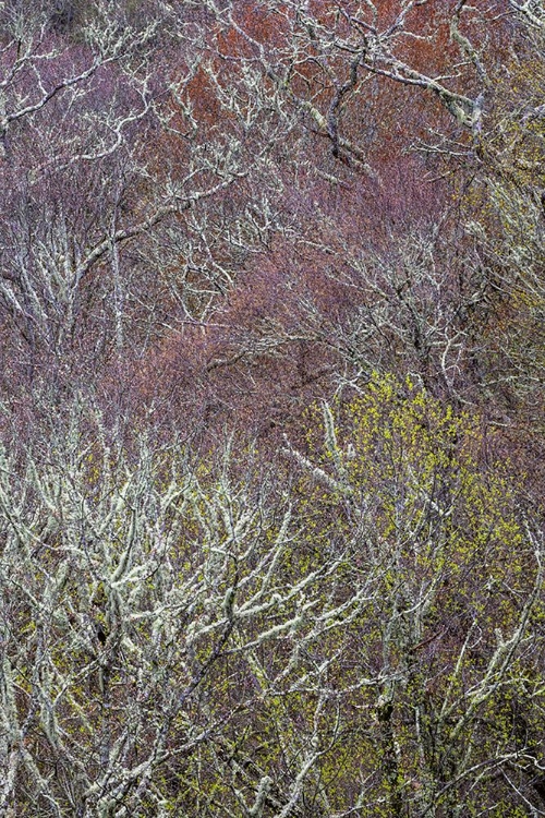 Picture of LICHEN COVERED TREES AT HIGH ELEVATION-GREAT SMOKY MOUNTAINS NATIONAL PARK-NORTH CAROLINA