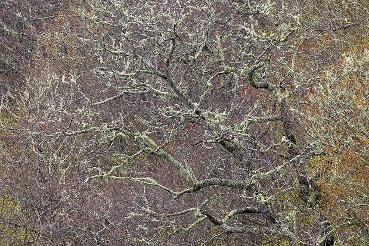 Picture of LICHEN COVERED TREES AT HIGH ELEVATION-GREAT SMOKY MOUNTAINS NATIONAL PARK-NORTH CAROLINA