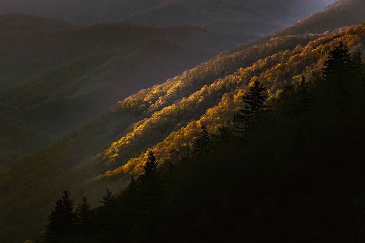 Picture of FIRST LIGHT MORNING ON EARLY SPRING TREES-OCONALUFTEE VALLEY-GREAT SMOKY MOUNTAINS NATIONAL PARK