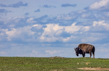 Picture of BISON BULL IN PRAIRIE DOG TOWN AGAINST THE BIG SKY IN THEODORE ROOSEVELT NATIONAL PARK-NORTH DAKOTA