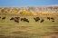 Picture of THEODORE ROOSEVELT NATIONAL PARK-NORTH DAKOTA-USA AMERICAN BISON CALVES