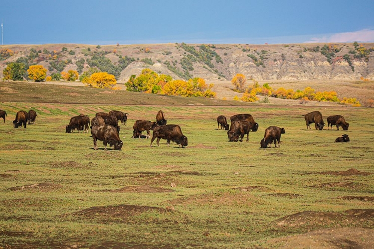 Picture of THEODORE ROOSEVELT NATIONAL PARK-NORTH DAKOTA-USA AMERICAN BISON CALVES