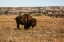 Picture of THEODORE ROOSEVELT NATIONAL PARK-NORTH DAKOTA-USA BADLANDS BISON