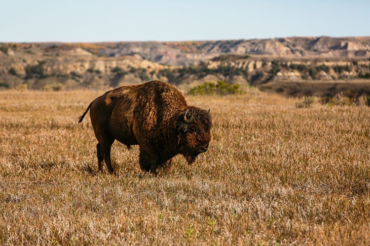 Picture of THEODORE ROOSEVELT NATIONAL PARK-NORTH DAKOTA-USA BADLANDS BISON