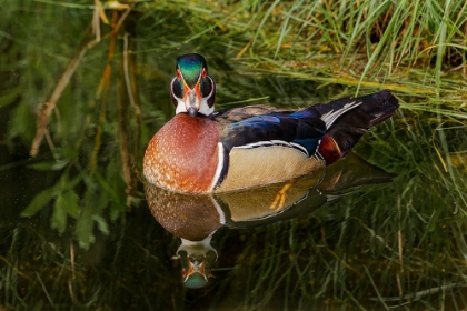 Picture of MALE WOOD DUCK AND REFLECTION-OHIO