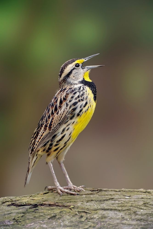 Picture of EASTERN MEADOWLARK SINGING-OHIO