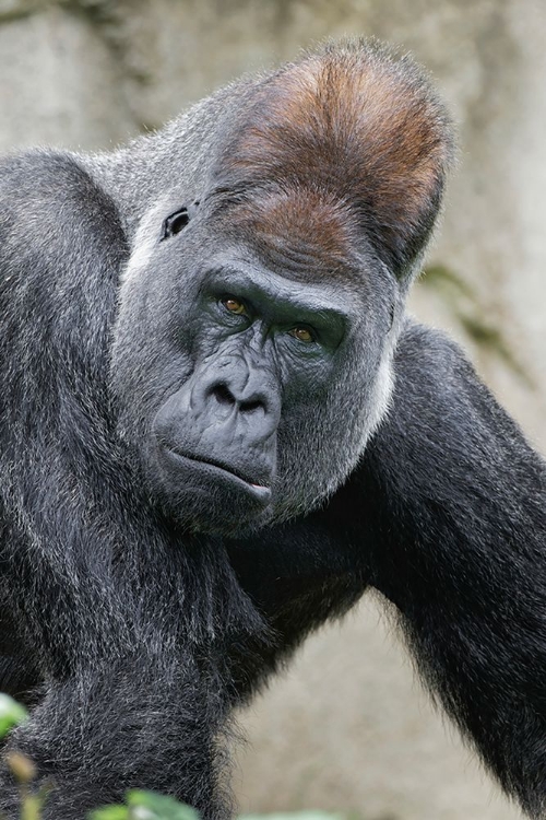 Picture of WESTERN GORILLA-CINCINNATI ZOO