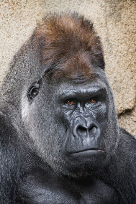 Picture of WESTERN GORILLA-CINCINNATI ZOO