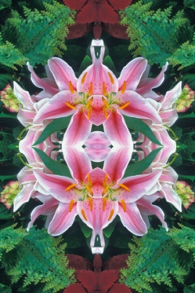 Picture of FLIPPED AND REFLECTED STARGAZER LILIES-CINCINNATI-OHIO