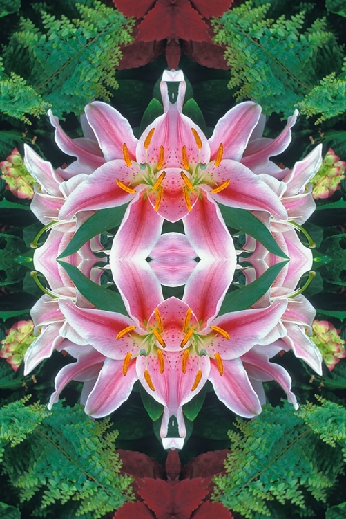 Picture of FLIPPED AND REFLECTED STARGAZER LILIES-CINCINNATI-OHIO