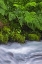 Picture of FERNS ALONG CASCADE-COLUMBIA RIVER GORGE NATIONAL SCENIC AREA-OREGON