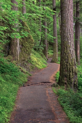 Picture of PAVED PATHWAY THROUGH FOREST-COLUMBIA RIVER GORGE-OREGON
