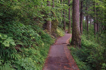 Picture of PAVED PATHWAY THROUGH FOREST-COLUMBIA RIVER GORGE-OREGON