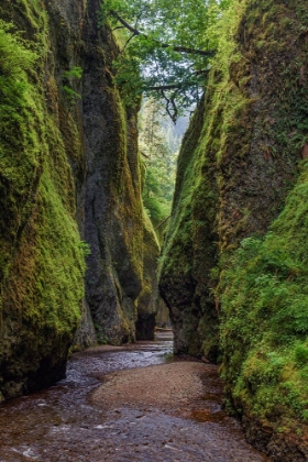 Picture of VIEW FROM BOTTOM OF ONEONTA GORGE-COLUMBIA RIVER GORGE NATIONAL SCENIC AREA-OREGON
