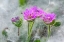 Picture of DOVES FOOT GERANIUM-GERANIUM MOLLE-COLUMBIA RIVER GORGE-OREGON