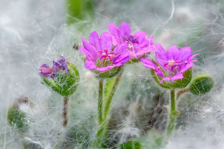 Picture of DOVES FOOT GERANIUM-GERANIUM MOLLE-COLUMBIA RIVER GORGE-OREGON