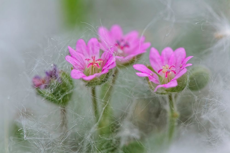 Picture of DOVES FOOT GERANIUM-GERANIUM MOLLE-COLUMBIA RIVER GORGE-OREGON