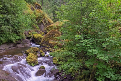 Picture of TANNER CREEK-COLUMBIA RIVER GORGE-OREGON