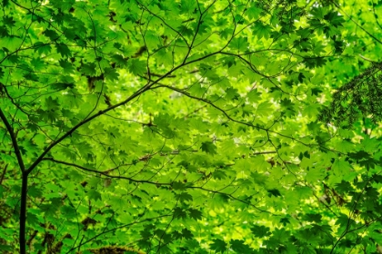Picture of PATTERN OF GREEN MAPLE LEAVES-COLUMBIA RIVER GORGE NATIONAL SCENIC AREA-OREGON