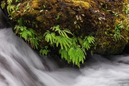 Picture of STREAM AND MAIDENHAIR FERNS-COLUMBIA RIVER GORGE-OREGON