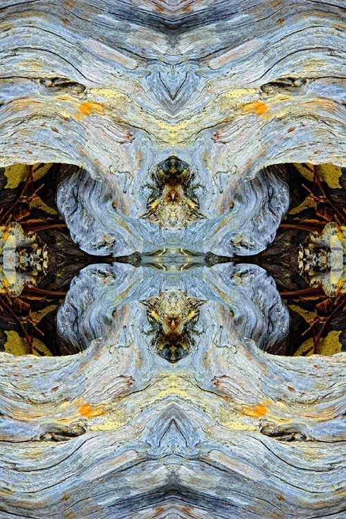 Picture of ABSTRACT PATTERN IN DRIFTWOOD-BANDON BEACH-OREGON