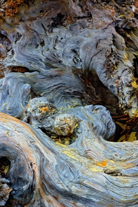 Picture of ABSTRACT PATTERN IN DRIFTWOOD-BANDON BEACH-OREGON