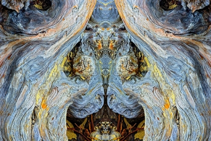 Picture of ABSTRACT PATTERN IN DRIFTWOOD-BANDON BEACH-OREGON