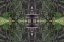 Picture of FOUNTAIN AND IN RHODODENDRON GARDEN-SHORE ACRES STATE PARK-COOS BAY-OREGON
