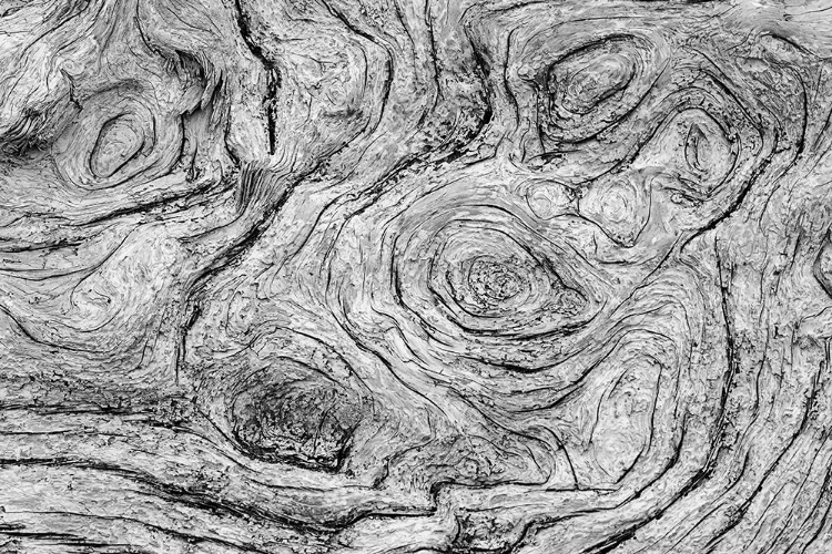 Picture of GEOMETRIC PATTERN IN ERODED DRIFTWOOD-BANDON BEACH-OREGON