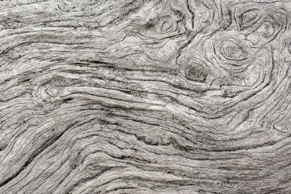 Picture of GEOMETRIC PATTERN IN ERODED DRIFTWOOD-BANDON BEACH-OREGON