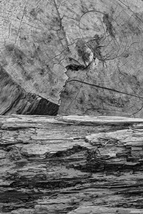 Picture of GEOMETRIC PATTERN IN ERODED DRIFTWOOD-BANDON BEACH-OREGON