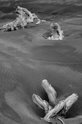 Picture of ERODED DRIFTWOOD ON BEACH-BANDON BEACH-OREGON