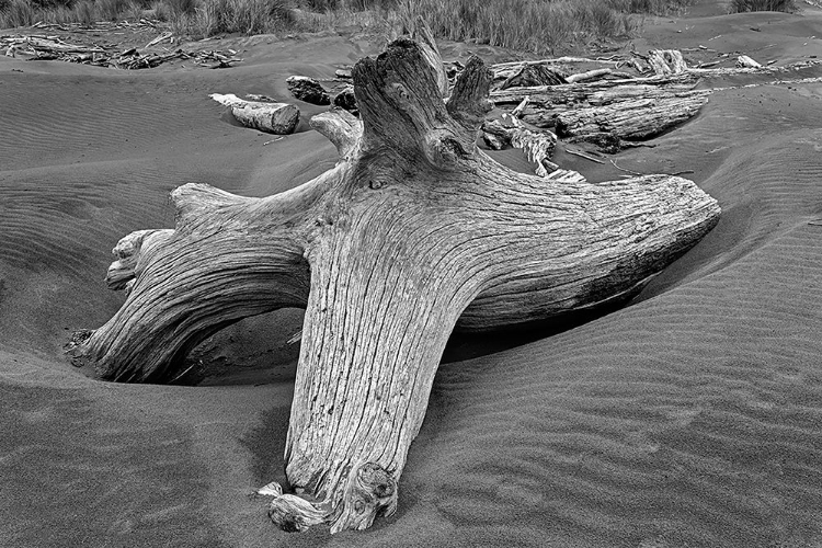 Picture of GEOMETRIC PATTERN IN ERODED DRIFTWOOD-BANDON BEACH-OREGON