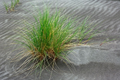 Picture of GRASS PATTERN-BANDON-OREGON