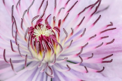 Picture of CLOSE-UP OF CLEMATIS FLOWER-SCHREINER IRIS GARDENS-SALEM-OREGON