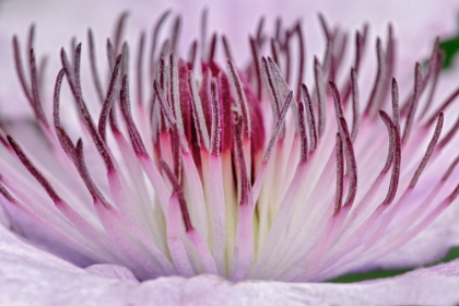 Picture of CLOSE-UP OF CLEMATIS FLOWER-SCHREINER IRIS GARDENS-SALEM-OREGON